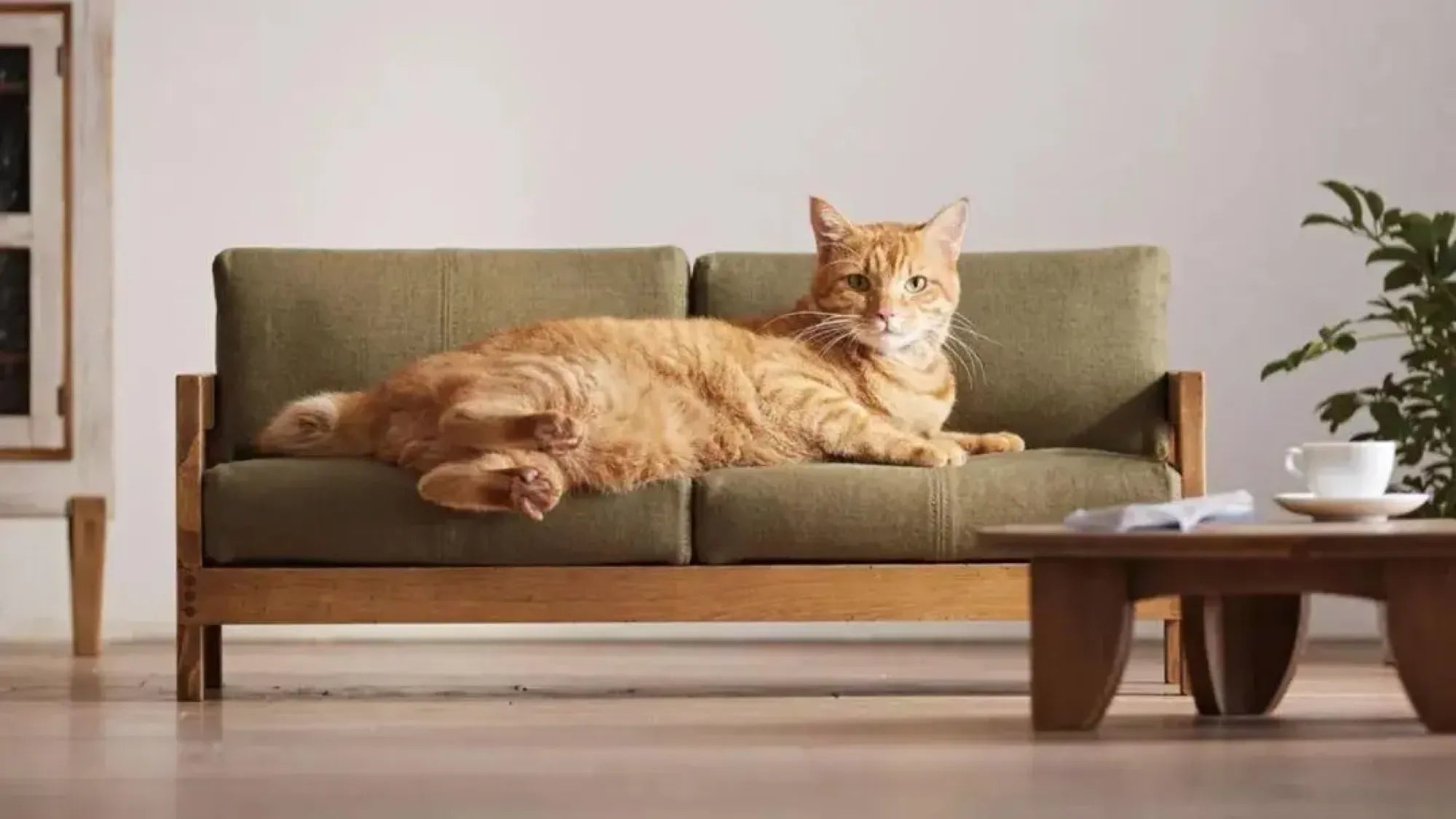 How to Prevent Cats From Scratch Sofa and Furnitures