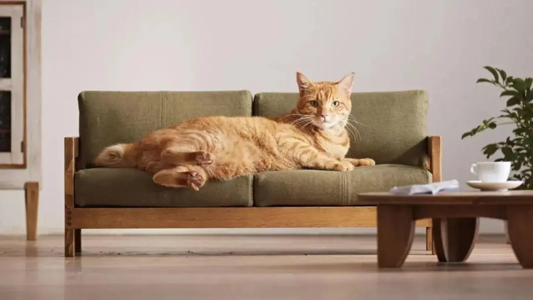 How to Prevent Cats From Scratch Sofa and Furnitures